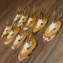 9 Stück Rehgeweihe Rehbocke Reh Bock Geweihe auf Birke Schildern 22.1219