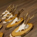 9 Stück Rehgeweihe Rehbocke Reh Bock Geweihe auf Birke Schildern 22.1219