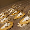 9 Stück Rehgeweihe Rehbocke Reh Bock Geweihe auf Birke Schildern 22.1219