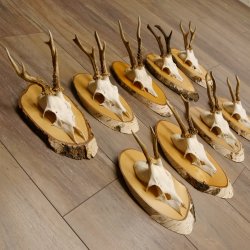 9 Stück Rehgeweihe Rehbocke Reh Bock Geweihe auf Birke Schildern 22.1219