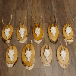 9 Stück Rehgeweihe Rehbocke Reh Bock Geweihe auf Birke Schildern 22.1219