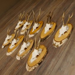 9 Stück Rehgeweihe Rehbocke Reh Bock Geweihe auf Birke Schildern 22.1219