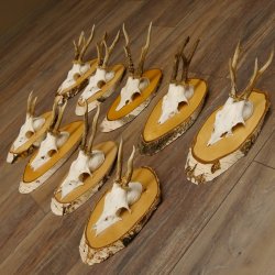 9 Stück Rehgeweihe Rehbocke Reh Bock Geweihe auf Birke Schildern 22.1219