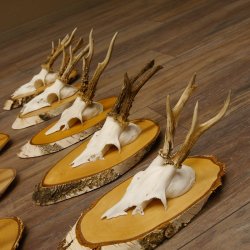 9 Stück Rehgeweihe Rehbocke Reh Bock Geweihe auf Birke Schildern 22.1219