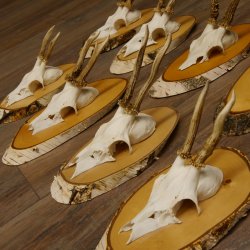 9 Stück Rehgeweihe Rehbocke Reh Bock Geweihe auf Birke Schildern 22.1219