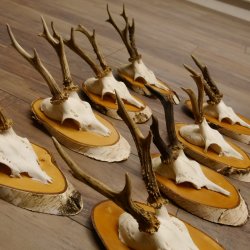 8 Stück Rehgeweihe Rehbocke Reh Bock Geweihe auf Birke Schildern 22.1220