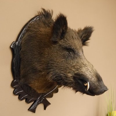 Wildschwein Europäisches Keiler Keilerkopf Höhe 71 cm Kopf Tierpräparat Präparat Trophäe Schild 34.1.62
