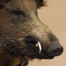 Wildschwein Europäisches Keiler Keilerkopf Höhe 71 cm Kopf Tierpräparat Präparat Trophäe Schild 34.1.62