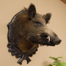 Wildschwein Europäisches Keiler Keilerkopf Höhe 71 cm Kopf Tierpräparat Präparat Trophäe Schild 34.1.62