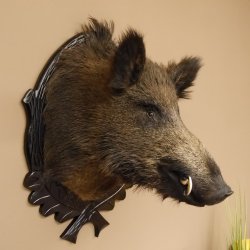 Wildschwein Europäisches Keiler Keilerkopf Höhe 71 cm Kopf Tierpräparat Präparat Trophäe Schild 34.1.62