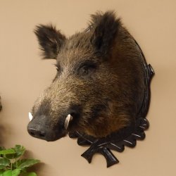 Wildschwein Europäisches Keiler Keilerkopf Höhe 71 cm Kopf Tierpräparat Präparat Trophäe Schild 34.1.62