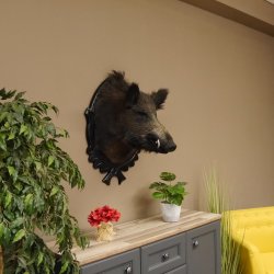 Wildschwein Europäisches Keiler Keilerkopf Höhe 71 cm Kopf Tierpräparat Präparat Trophäe Schild 34.1.62