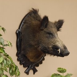 Wildschwein Europäisches Keiler Keilerkopf Höhe 71 cm Kopf Tierpräparat Präparat Trophäe Schild 34.1.62