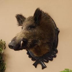 Wildschwein Europäisches Keiler Keilerkopf Höhe 71 cm Kopf Tierpräparat Präparat Trophäe Schild 34.1.62