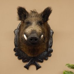 Wildschwein Europäisches Keiler Keilerkopf Höhe 71 cm Kopf Tierpräparat Präparat Trophäe Schild 34.1.62