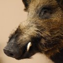 Wildschwein Europäisches Keiler Keilerkopf Höhe 53 cm Kopf Tierpräparat Präparat Trophäe 34.1.66