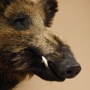 Wildschwein Europäisches Keiler Keilerkopf Höhe 53 cm Kopf Tierpräparat Präparat Trophäe 34.1.66