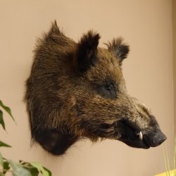 Wildschwein Europäisches Keiler Keilerkopf Höhe 53 cm Kopf Tierpräparat Präparat Trophäe 34.1.66