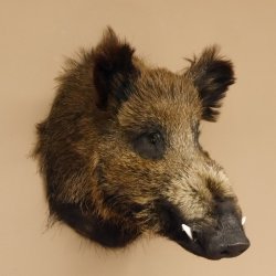 Wildschwein Europäisches Keiler Keilerkopf Höhe 53 cm Kopf Tierpräparat Präparat Trophäe 34.1.66