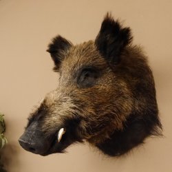 Wildschwein Europäisches Keiler Keilerkopf Höhe 53 cm Kopf Tierpräparat Präparat Trophäe 34.1.66