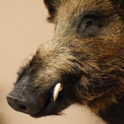 Wildschwein Europäisches Keiler Keilerkopf Höhe 53 cm Kopf Tierpräparat Präparat Trophäe 34.1.66