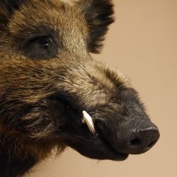 Wildschwein Europäisches Keiler Keilerkopf Höhe 53 cm Kopf Tierpräparat Präparat Trophäe 34.1.66