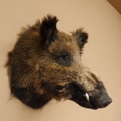 Wildschwein Europäisches Keiler Keilerkopf Höhe 53 cm Kopf Tierpräparat Präparat Trophäe 34.1.66