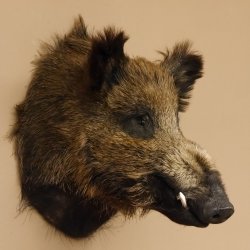 Wildschwein Europäisches Keiler Keilerkopf Höhe 53 cm Kopf Tierpräparat Präparat Trophäe 34.1.66