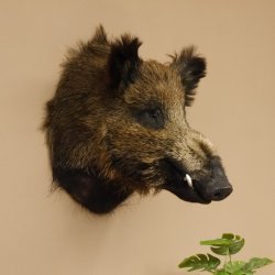 Wildschwein Europäisches Keiler Keilerkopf Höhe 53 cm Kopf Tierpräparat Präparat Trophäe 34.1.66