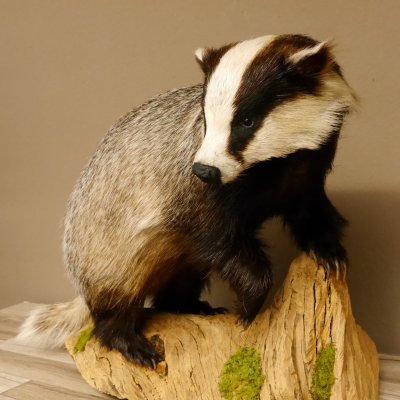 Dachs auf Deko Podest Tierpräparat Raubtier Präparat 89.10.107