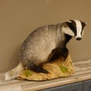 Dachs auf Deko Podest Tierpräparat Raubtier Präparat 89.10.107