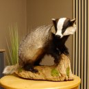 Dachs auf Deko Podest Tierpräparat Raubtier Präparat 89.10.107