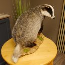 Dachs auf Deko Podest Tierpräparat Raubtier Präparat 89.10.107