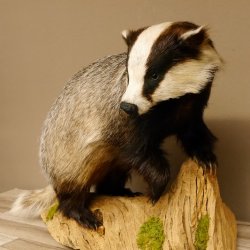 Dachs auf Deko Podest Tierpräparat Raubtier Präparat 89.10.107