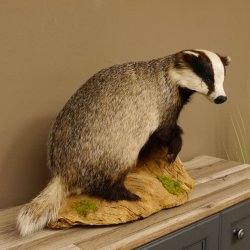 Dachs auf Deko Podest Tierpräparat Raubtier Präparat 89.10.107