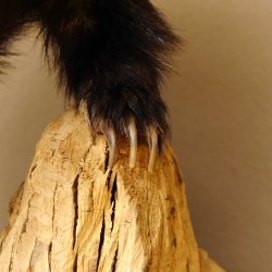 Dachs auf Deko Podest Tierpräparat Raubtier Präparat 89.10.107