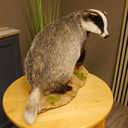 Dachs auf Deko Podest Tierpräparat Raubtier Präparat 89.10.107