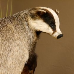 Dachs auf Deko Podest Tierpräparat Raubtier Präparat 89.10.107