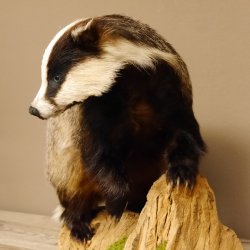 Dachs auf Deko Podest Tierpräparat Raubtier Präparat 89.10.107