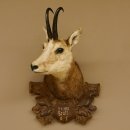 Gamsbock antik "9.4.1928" Gamshaupt Gams Gemse...
