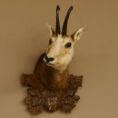 Gamsbock antik "9.4.1928" Gamshaupt Gams Gemse...