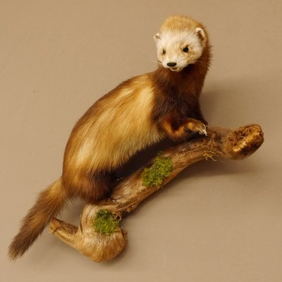 Iltis Tier Präparat Höhe 39 cm auf Holzstamm Tierpräparat taxidermy 89.4.73