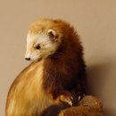 Iltis Tier Präparat Höhe 39 cm auf Holzstamm Tierpräparat taxidermy 89.4.73
