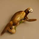 Iltis Tier Präparat Höhe 39 cm auf Holzstamm Tierpräparat taxidermy 89.4.73