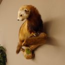 Iltis Tier Präparat Höhe 39 cm auf Holzstamm Tierpräparat taxidermy 89.4.73