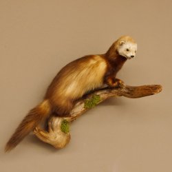 Iltis Tier Präparat Höhe 39 cm auf Holzstamm Tierpräparat taxidermy 89.4.73