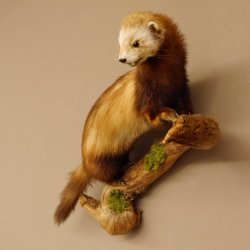 Iltis Tier Präparat Höhe 39 cm auf Holzstamm Tierpräparat taxidermy 89.4.73