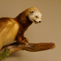 Iltis Tier Präparat Höhe 39 cm auf Holzstamm Tierpräparat taxidermy 89.4.73