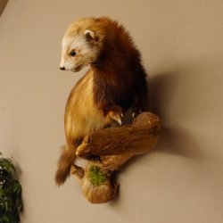 Iltis Tier Präparat Höhe 39 cm auf Holzstamm Tierpräparat taxidermy 89.4.73