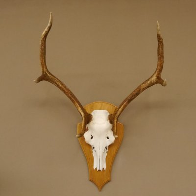 Rothirschgeweih 6 ender Hirsch Höhe 77 cm Stangen Hirschgeweih Geweih Trophäenschild 70.1000